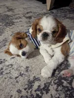Paul, a male Cavalier King Charles Spaniel for sale in Branson West, MO – 7 of 9