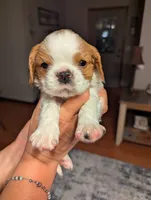 Paul, a male Cavalier King Charles Spaniel for sale in Branson West, MO – 1 of 9