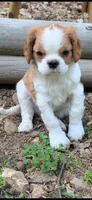 Paul, a male Cavalier King Charles Spaniel for sale in Branson West, MO – 8 of 9