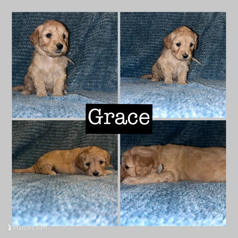 Grace – Miniature Goldendoodle puppy for sale in Hartville, MO