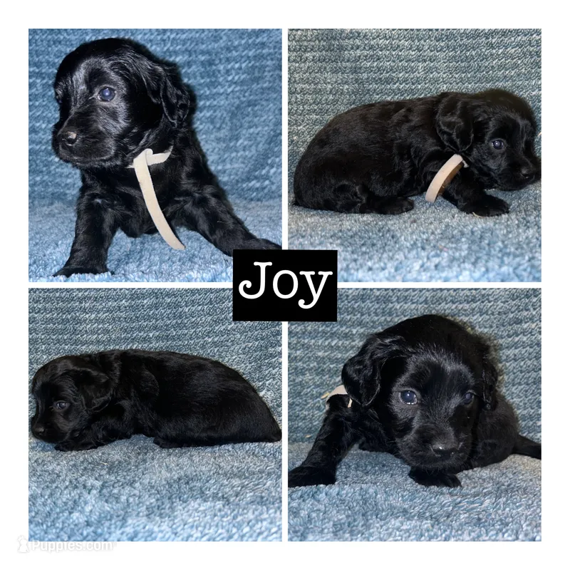 Joy – Miniature Goldendoodle puppy for sale in Hartville, MO