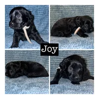 Joy, a female Miniature Goldendoodle for sale in Hartville, MO – 1 of 1