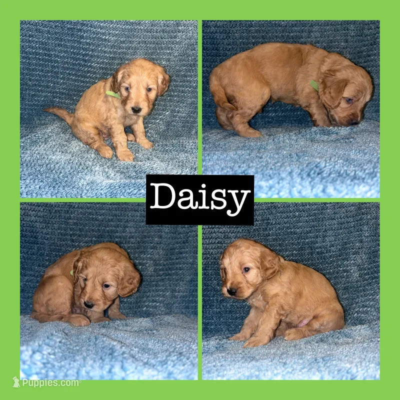 Daisy – Miniature Goldendoodle puppy for sale in Hartville, MO