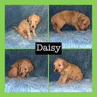 Daisy, a female Miniature Goldendoodle for sale in Hartville, MO – 1 of 1