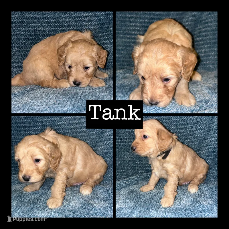 Tank – Miniature Goldendoodle puppy for sale in Hartville, MO