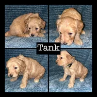 Tank, a male Miniature Goldendoodle for sale in Hartville, MO – 1 of 1