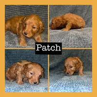 Patch, a male Miniature Goldendoodle for sale in Hartville, MO – 1 of 1
