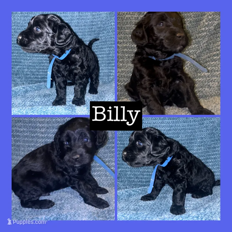 Billy – Miniature Goldendoodle puppy for sale in Hartville, MO
