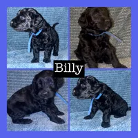 Billy, a male Miniature Goldendoodle for sale in Hartville, MO – 1 of 1