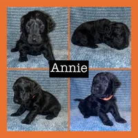 Annie, a female Miniature Goldendoodle for sale in Hartville, MO – 1 of 1