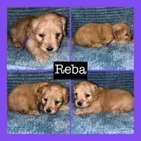 Reba, a female Miniature Goldendoodle for sale in Hartville, MO – 1 of 1