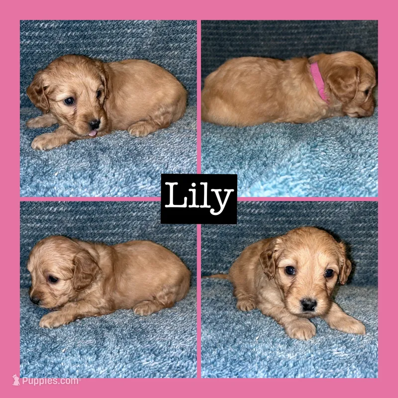 Lily – Miniature Goldendoodle puppy for sale in Hartville, MO