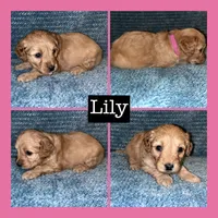 Lily, a female Miniature Goldendoodle for sale in Hartville, MO – 1 of 1