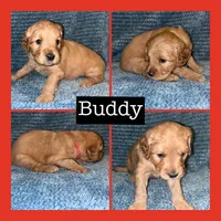 Buddy, a male Miniature Goldendoodle for sale in Hartville, MO – 1 of 1