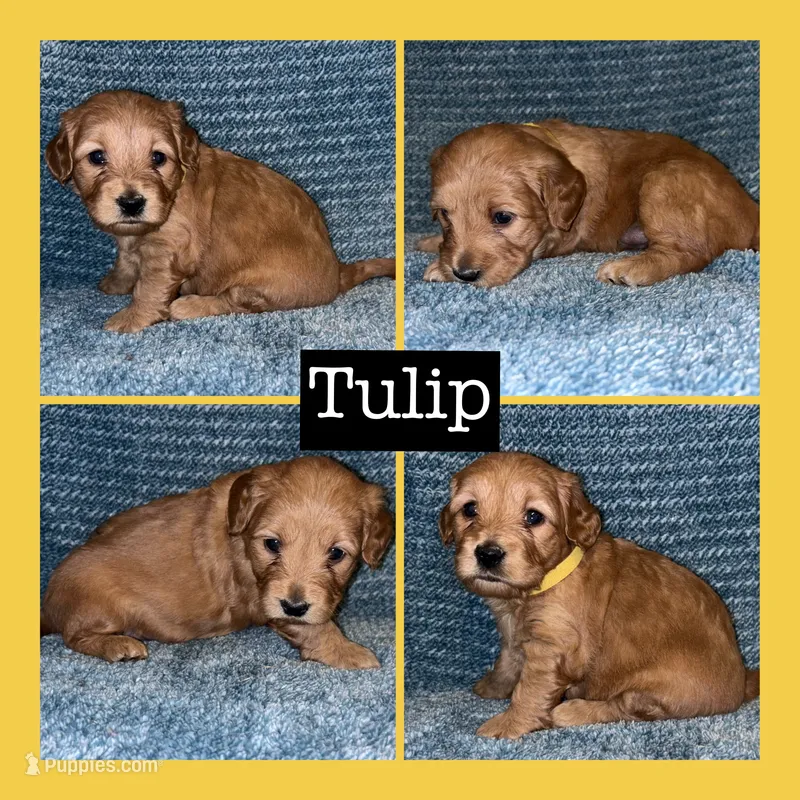 Tulip – Miniature Goldendoodle puppy for sale in Hartville, MO