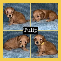 Tulip, a female Miniature Goldendoodle for sale in Hartville, MO – 1 of 1