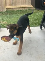 Quin, a male German Shepherd Dog and Golden Retriever for sale in Montgomery, TX – Photo 7 of 10