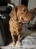 Quin, a male German Shepherd Dog and Golden Retriever for sale in Montgomery, TX – Photo 5 of 10