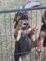 Quin, a male German Shepherd Dog and Golden Retriever for sale in Montgomery, TX – Photo 2 of 10