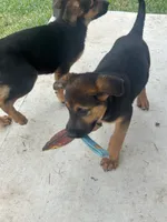 Quin, a male German Shepherd Dog and Golden Retriever for sale in Montgomery, TX – Photo 8 of 10