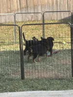 Quin, a male German Shepherd Dog and Golden Retriever for sale in Montgomery, TX – Photo 3 of 10