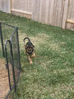 Quin, a male German Shepherd Dog and Golden Retriever for sale in Montgomery, TX – Photo 10 of 10