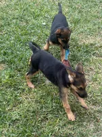 Quin, a male German Shepherd Dog and Golden Retriever for sale in Montgomery, TX – Photo 9 of 10