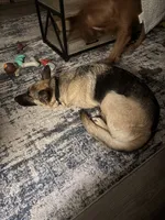 Quin, a male German Shepherd Dog and Golden Retriever for sale in Montgomery, TX – Photo 6 of 10