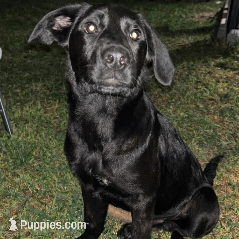 Mac – German Shepherd Dog, Golden Retriever puppy for sale in Montgomery, TX