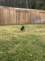 Mac, a male German Shepherd Dog and Golden Retriever for sale in Montgomery, TX – Photo 5 of 7