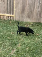 Mac, a male German Shepherd Dog and Golden Retriever for sale in Montgomery, TX – Photo 2 of 7