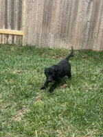 Mac, a male German Shepherd Dog and Golden Retriever for sale in Montgomery, TX – Photo 1 of 7