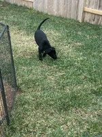 Mac, a male German Shepherd Dog and Golden Retriever for sale in Montgomery, TX – Photo 4 of 7
