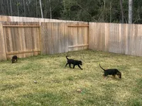 Mac, a male German Shepherd Dog and Golden Retriever for sale in Montgomery, TX – Photo 3 of 7