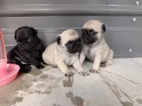 Marceline, a female Pug for sale in Broken Arrow, OK – 6 of 10