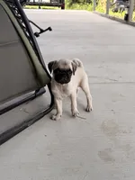 Otis, a male Pug for sale in Broken Arrow, OK – 5 of 10