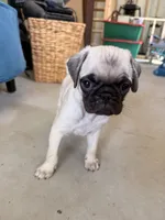 Otis, a male Pug for sale in Broken Arrow, OK – 3 of 10