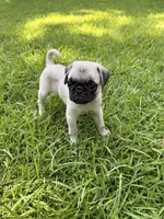 Otis, a male Pug for sale in Broken Arrow, OK – 8 of 10
