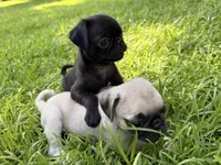 Marceline, a female Pug for sale in Broken Arrow, OK – 5 of 10