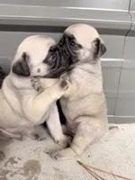 Darla, a female Pug for sale in Broken Arrow, OK – 3 of 7
