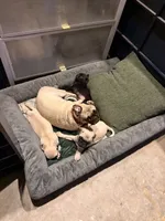 Otis, a male Pug for sale in Broken Arrow, OK – 4 of 10