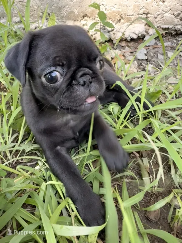Marceline – Pug puppy for sale in Broken Arrow, OK