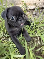 Marceline, a female Pug for sale in Broken Arrow, OK – 1 of 10