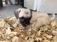 Otis, a male Pug for sale in Broken Arrow, OK – 6 of 10