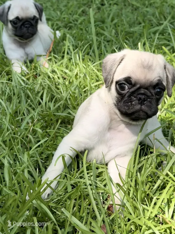 Otis – Pug puppy for sale in Broken Arrow, OK