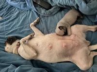 Darla, a female Pug for sale in Broken Arrow, OK – 2 of 7