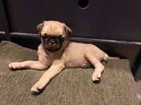 Darla, a female Pug for sale in Broken Arrow, OK – 5 of 7