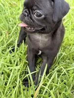 Marceline, a female Pug for sale in Broken Arrow, OK – 3 of 10