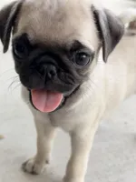 Darla, a female Pug for sale in Broken Arrow, OK – 6 of 7