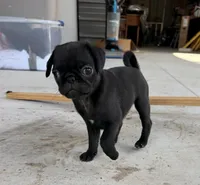 Marceline, a female Pug for sale in Broken Arrow, OK – 4 of 10